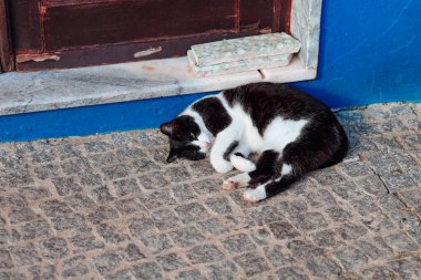 Portekiz 'in pitoresk bir şehrinin sokaklarında bir kedi