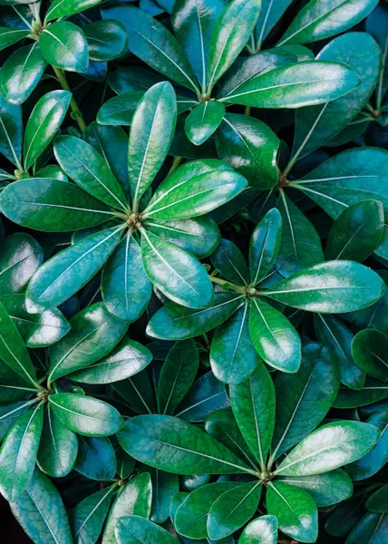 Portekiz 'de ağaçlardaki dekoratif yaprakların dokusu