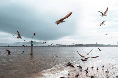 Lizbon rıhtımında hareket halindeki martılar