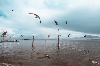 Lizbon rıhtımında hareket halindeki martılar