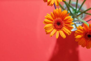 Pembe yatay zemin üzerinde Gerbera kasımpatıları ve metin için boşluk