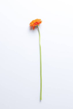 Gerbera beyaz arkaplan üzerine izole edilmiş sanat metni için boşluk