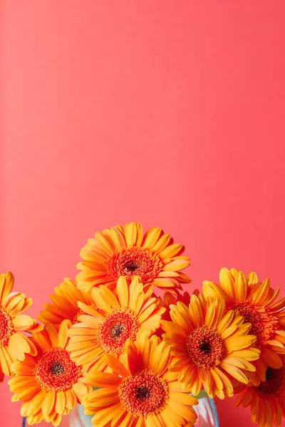 Gerbera kasımpatıları pembe dikey arkaplanda ve metin için boşluk var
