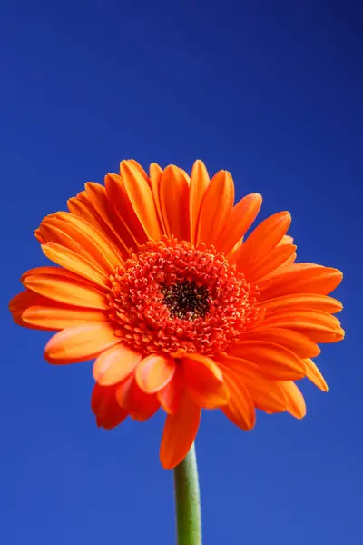 Gerbera 'nın mavi arka planı izole edildi