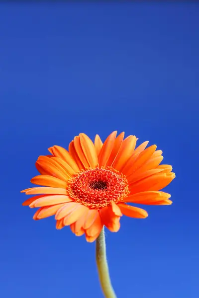 Gerbera 'nın mavi arka planı izole edildi
