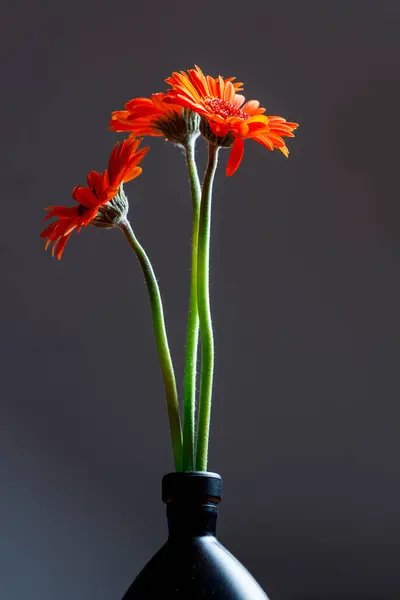 Koyu arkaplanda turuncu yaban mersini