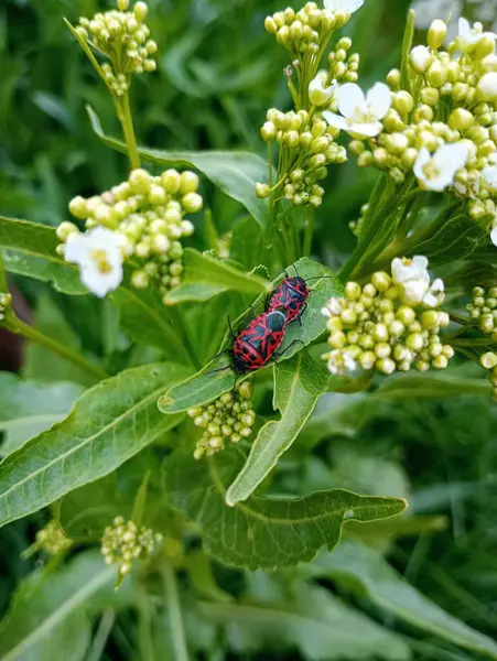 bir çiçek üzerinde kırmızı beetle