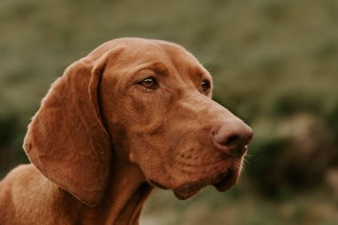 Safkan Macar Vizsla köpek portresi. Genç altın rengi paslı Magyar Vizsla bulanık arkaplanda yakın plan fotoğrafı.