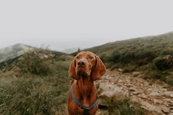 匈牙利维兹拉犬肖像画在登山途中 纯种的狗在自然界中 动物旅行Kopaonik国家公园 狗友好的假期 旅行和与宠物同行的概念 — 图库照片