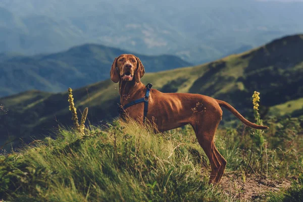Húngaro Vizsla Cão Montanha Paisagem Com Animal Retrato Cão Raça — Fotografia de Stock