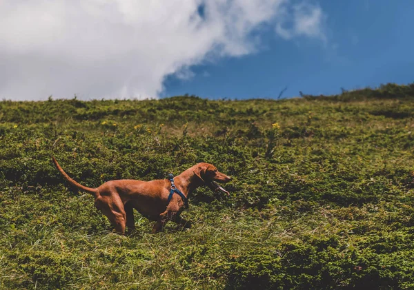 ハンガリー語Vizsla舌がぶら下がって上り坂を実行しています 純血種のポインタ犬の山を実行します セルビアのコポニク国立公園で自然を楽しむアクティブなVizsla ペットのコンセプトでトレッキングと旅行 — ストック写真