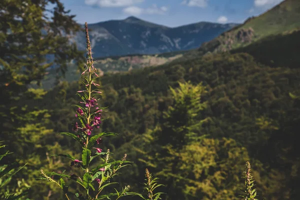 Mountain Landscape Old Mountain National Park Nature Preserve Serbia Bulgaria — Stock Photo, Image