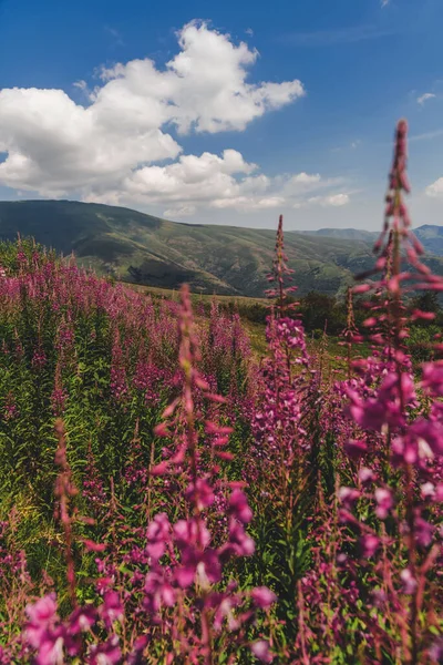 Mountain Landscape Willowherb Pink Flowers Old Mountain National Park Nature — Stock Photo, Image