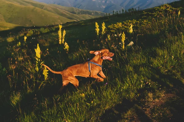 匈牙利维兹拉 耳朵鼓鼓囊囊地向上跑 舌头伸出 纯正的导盲犬高山草甸奔跑 Magyar Vizsla在大自然中很快乐 旅行和与宠物同行的概念 — 图库照片