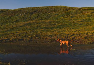 Macar Vizsla köpeği gün batımında dağ evinde av pozisyonunda duruyor. Altın saat boyunca dağlara bakan safkan işaret köpeği. Evcil hayvan konseptiyle gezmek ve seyahat etmek.