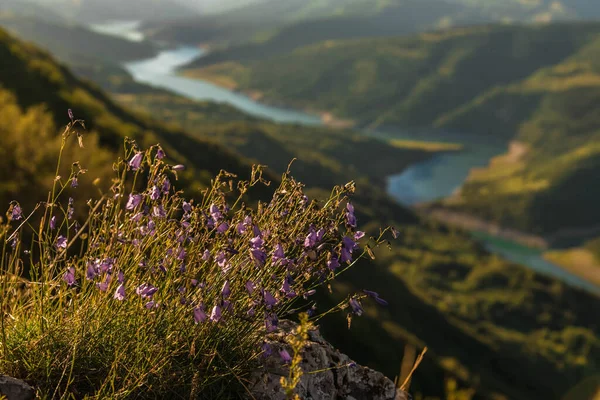 Flowers on Kozji Kamen viewpoint under Zavoj lake. Summer sunset at lake Zavojsko, bell-flowers on viewing point Goat rock. Plant blossom and unfocused wooded slopes of Stara planina National park.