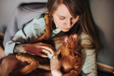 Evde kollarında Macar Vizsla köpeği olan genç bir kadın, yakın plan portresi. Macar işaretçisinin gözlerine bakan bir kadın. Poşet sandalyede birlikte dinlenirken, o güzel safkan köpeği okşayan kız..