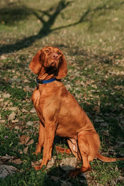 Reinrassiges Ungarisches Vizsla Hundeporträt Der Natur Einem Sonnigen Frühlingstag Junger — Stockfoto