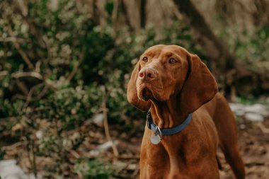 Safkan Macar Vizsla köpek portresi. Ormanda bahar yürüyüşü sırasında güzel altın rengi Macar Vizsla, ormanda yürüyen Macar işaretçisi, bulanık arkaplanda yakın plan fotoğrafı..