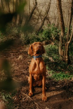 Safkan Macar Vizsla köpeği yürüyüş sırasında orman yolunda oturuyor. Ormandaki genç altın rengi Macar Vizsla. Çıplak ağaçlar ve yemyeşil çalılar arasındaki patikada aktif Macar işaretçisi..