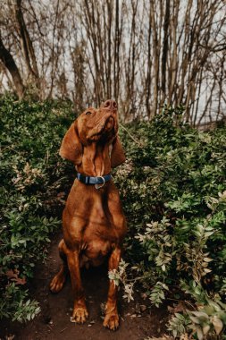 Safkan Macar Vizsla köpeği oturuyor ve bakıyor. Ormanda yürürken altın rengi güzel paslı Macar Vizsla, çıplak ağaçlar ve yemyeşil çalılar arasında Macar işaretçisi.