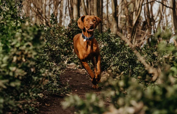 Purebred Hungarian Vizsla Dog Running Forest Sunny Spring Day Young — Stock Photo, Image