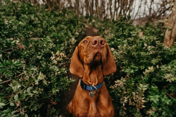 Porträt Eines Reinrassigen Ungarischen Vizsla Hundes Der Natur Schöne Goldrostfarbene — Stockfoto