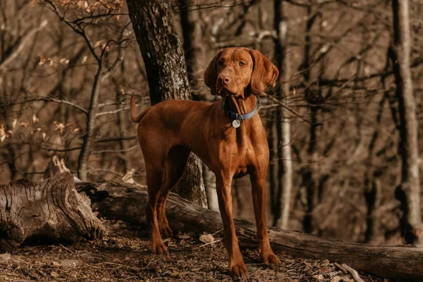 Reinrassiger Ungarischer Vizsla Hund Der Einem Sonnigen Tag Wald Spazieren — Stockfoto