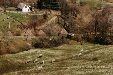 Küçük çiftlik evi, saman yığınları ve tepede otlayan koyunlarla dolu kırsal bir arazi. Balkan manzarası, Sırbistan 'ın kırsal kesiminde manzara. Tarlalarla çevrili dağ vadisindeki çiftlik..