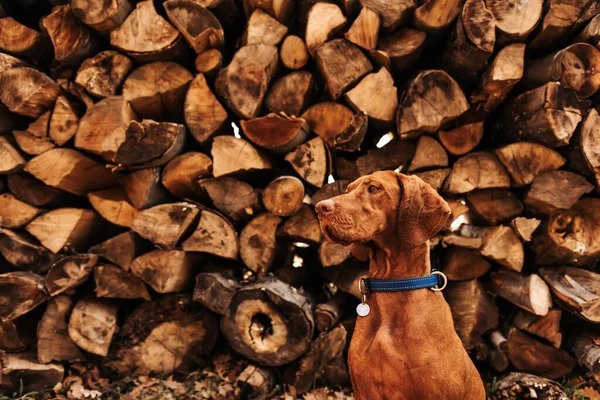 Vizsla Dog Sitting Woodpile Closeup Portrait Purebred Shorthaired Hungarian Pointer — Stock Photo, Image