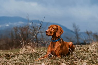 Vizsla köpeği dağ vadisinde uzanıp dinleniyor. Doğa yürüyüşü sırasında altın paslı Macar işaretçisi. Köpek dostu tatilin ve açık hava aktivitelerinin tadını çıkar. Evcil hayvan konseptiyle yürüyüş ve seyahat.