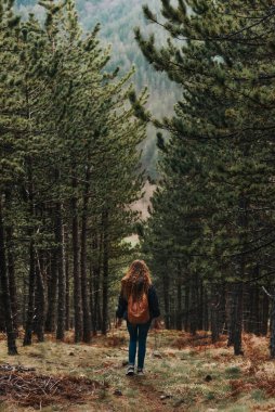 Balkanların zirveleri boyunca dağ yamacındaki kozalaklı ormanların arasında yürüyen genç kadın sırt çantasının arka görüntüsü. Uzun kıvırcık saçlı, ormanda tek başına yürüyüş yapan bir kadın gezgin..