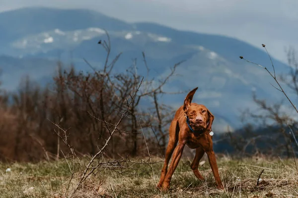 Vizsla Hund Steht Auf Dem Berg Und Schüttelt Den Kopf — Stockfoto