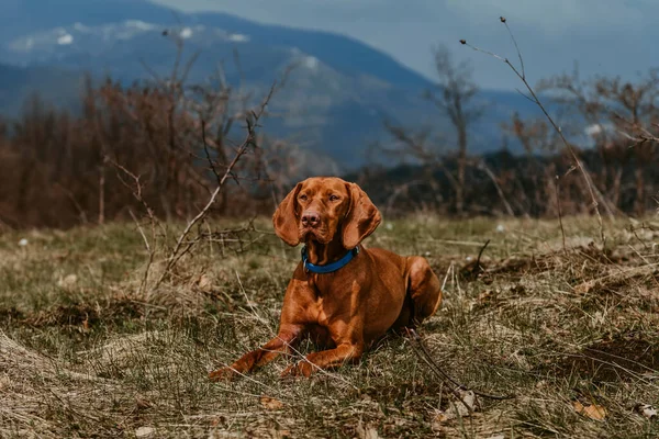 Vizsla Dog Lying Resting Mountain Valley Golden Rust Hungarian Pointer — Stock Photo, Image