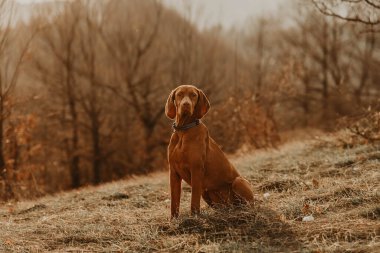 Vizsla köpeği gün batımında altın ışıkla ormanda oturuyor. Safkan Macar işaretçi oturuyor ve kameraya bakıyor. Köpek dostu tatil aktiviteleri, evcil hayvan konseptiyle yürüyüş ve seyahat..