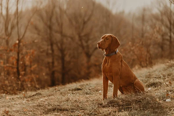 Cão Vizsla Sentado Clareira Floresta Pôr Sol Com Luz Dourada — Fotografia de Stock