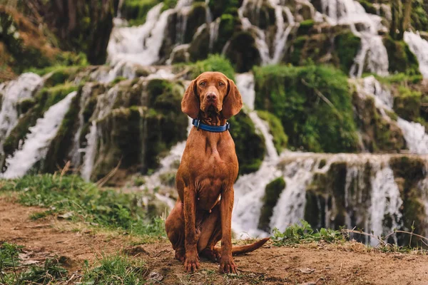 Şelalenin önünde oturan Vizsla köpeği. Safkan Macar kısaltmalı işaretçi doğal baharın yanında dinleniyor. Köpek dostu tatilin ve açık hava aktivitelerinin tadını çıkar. Evcil hayvan konseptiyle seyahat.