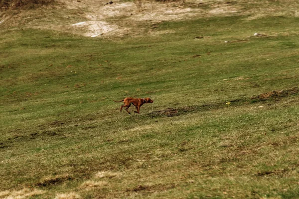 快乐的Vizsla猎手Vizsla沿着覆盖着青草的山岗奔跑 纯正的导盲犬跑上了山岗 爱犬度假和户外活动 远足及与宠物同行的概念 — 图库照片