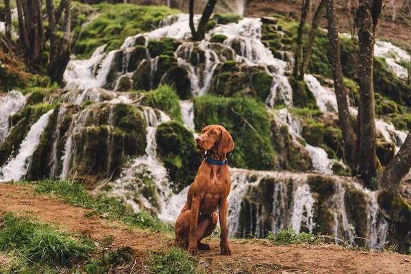 Şelalenin önünde oturan Vizsla köpeği. Safkan Macar kısaltmalı işaretçi doğal baharın yanında dinleniyor. Köpek dostu tatilin ve açık hava aktivitelerinin tadını çıkar. Evcil hayvan konseptiyle seyahat.