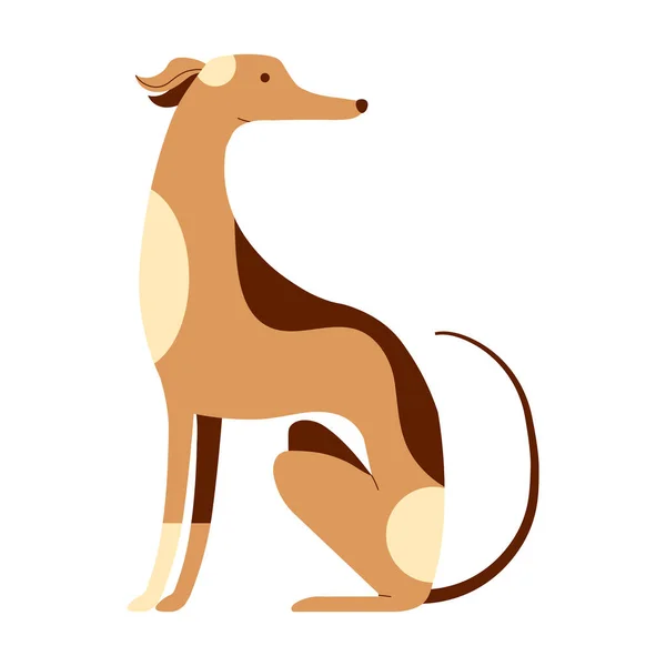 Italiano Greyhound Ilustração Estilo Cartoon Raça Italiana Pequeno Cão Vista — Vetor de Stock