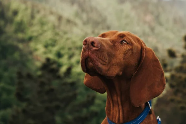 Reinrassige Ungarische Vizsla Schöne Zeigerhundeporträt Der Natur Junge Gold Rost — Stockfoto
