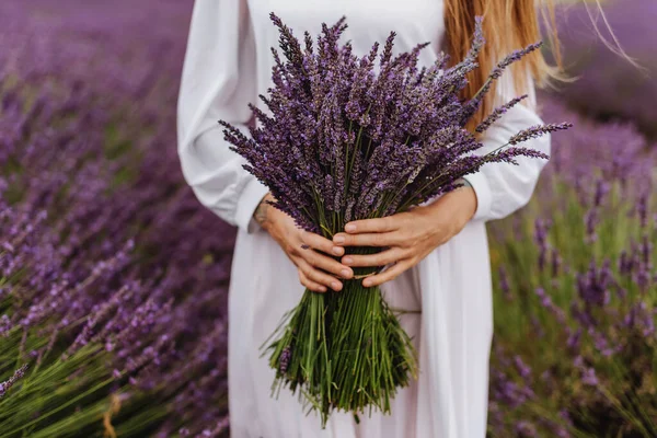 Close-up hands of woman holding purple lavender flowers bouquet. Female hands hold fresh cut large bundle of organic lavender during bloom time. Gathering bouquet, hand-picked rustic lavender bundles.