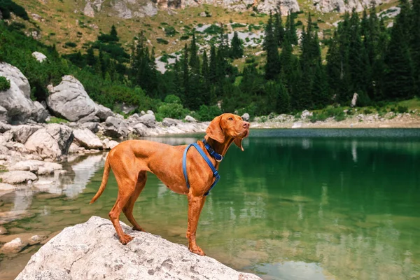 Hungarian Vizsla dog standing on rock in mountain lake surrounded by coniferous forest. Dog traveler standing by Jablan Lake in Durmitor. Dog-friendly hiking and pet travel adventures concept.