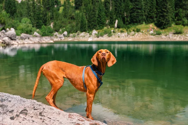 Hungarian Vizsla Dog Standing Rock Mountain Lake Surrounded Forest Dog — Stock Photo, Image