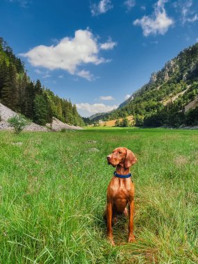 Dağlardaki yeşil çayırlarda oturan Macar Vizsla köpeği. Safkan işaretçi yaz sabahı çiğ taneleriyle güzel dağ vadisinde yürüyor. Hayvanlarla seyahat, köpek dostu yürüyüş konsepti..