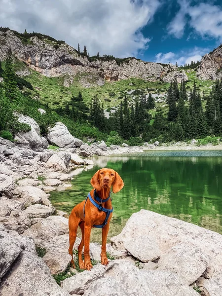 Hungarian Vizsla Dog Standing Rock Mountain Lake Surrounded Forest Dog — Stock Photo, Image