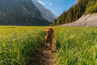 Dağlara yerleştirilmiş yeşil çayırlarda yürüyen Macar Vizsla köpeği. Güzel dağ vadisinde yaz sabahı çiğ taneleriyle koşan safkan işaretçi. Hayvanlarla seyahat, köpek dostu yürüyüş konsepti..