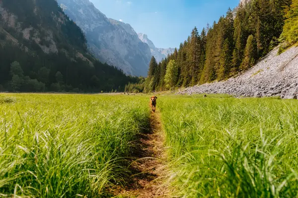 Anjing Vizsla Hongaria Berlari Padang Rumput Hijau Ditempatkan Terpencil Pegunungan — Stok Foto