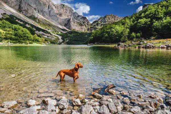 Hungarian Vizsla Dog Standing Mountainous Lake Mountain Forest Background Pet — Stock Photo, Image