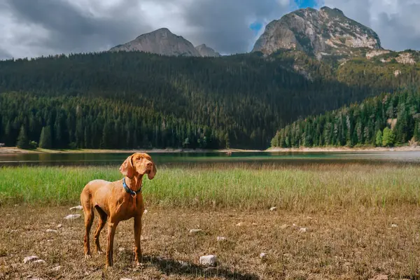 Beautiful Pointer Dog Standing Mounting Lake High Mountains Active Hungarian — Stock Photo, Image